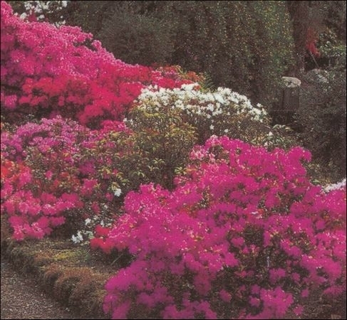 Rhododendron og andre surbundsplanter i bogense